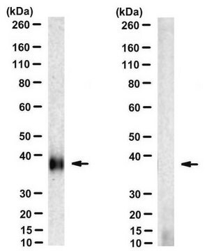 Anti-MT-ND4 Antibody, clone 9E4-2D8 clone 9E4-2D8, from mouse