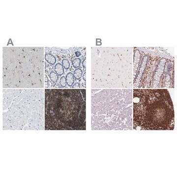 Anti-APBB1IP antibody produced in rabbit Prestige Antibodies&#174; Powered by Atlas Antibodies, affinity isolated antibody, buffered aqueous glycerol solution