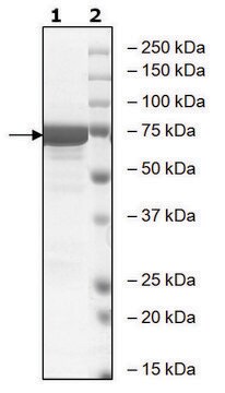 GSK3&#946; active human recombinant, expressed in baculovirus infected Sf9 cells, &#8805;80% (SDS-PAGE)