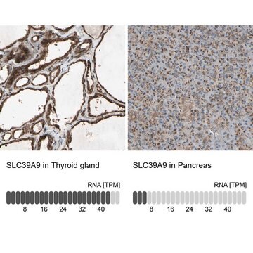 抗SLC39A9 ウサギ宿主抗体 Prestige Antibodies&#174; Powered by Atlas Antibodies, affinity isolated antibody, buffered aqueous glycerol solution