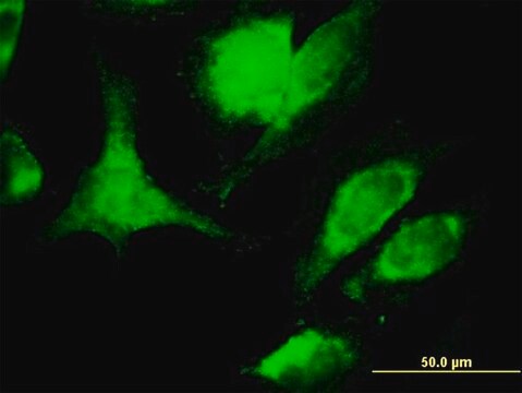 Monoclonal Anti-FASLG antibody produced in mouse clone 2G9-G8, purified immunoglobulin, buffered aqueous solution