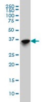 Monoclonal Anti-SFTPD antibody produced in mouse clone 3E6, purified immunoglobulin, buffered aqueous solution