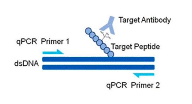 AccuChIP Dimethyl-Histone H3 (Lys27) Chromatin Immunoprecipitation Internal Control target-specific spike-in controls that make ChIP experiments more quantitative and accurate