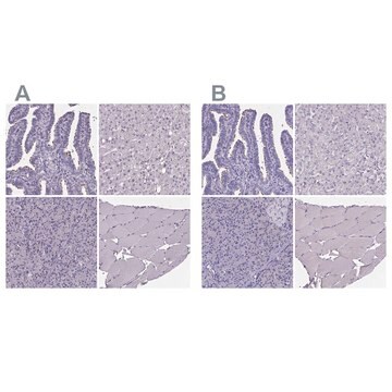 抗-SPEF2 兔抗 Prestige Antibodies&#174; Powered by Atlas Antibodies, affinity isolated antibody, buffered aqueous glycerol solution