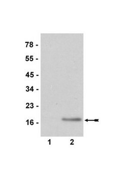 Anti-Dimethy-Histon-H3-(Arg2)-Antikörper serum, Upstate&#174;