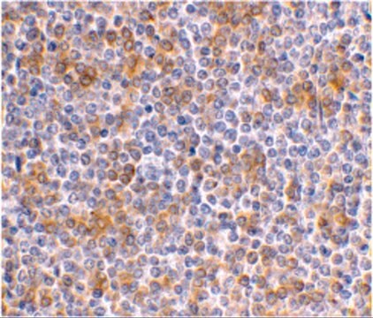 Anti-APOBEC3G antibody produced in rabbit affinity isolated antibody