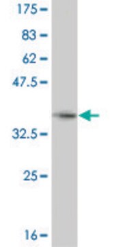 ANTI-HEYL antibody produced in mouse clone 1E2, purified immunoglobulin, buffered aqueous solution