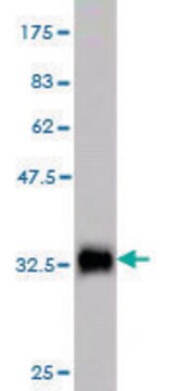 Monoclonal Anti-TKTL2 antibody produced in mouse clone 5E2, purified immunoglobulin, buffered aqueous solution