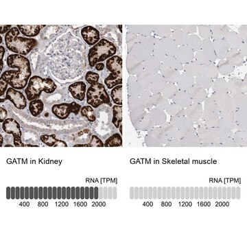 抗GATM抗体 ウサギ宿主抗体 Prestige Antibodies&#174; Powered by Atlas Antibodies, affinity isolated antibody, buffered aqueous glycerol solution