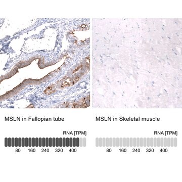 Monoclonal Anti-Msln Antibody Produced In Mouse Prestige Antibodies&#174; Powered by Atlas Antibodies, clone CL13957, affinity isolated antibody, buffered aqueous glycerol solution