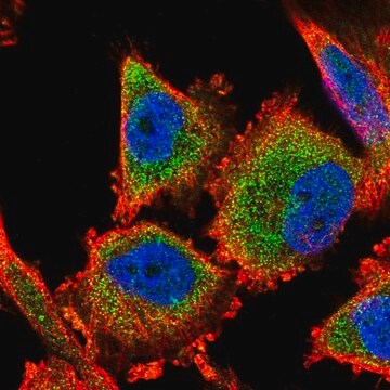 Anti-C14orf159 antibody produced in rabbit Prestige Antibodies&#174; Powered by Atlas Antibodies, affinity isolated antibody