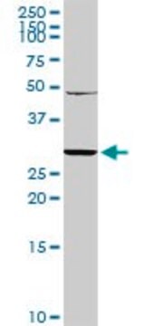 Anti-KLRC1 antibody produced in rabbit purified immunoglobulin, buffered aqueous solution