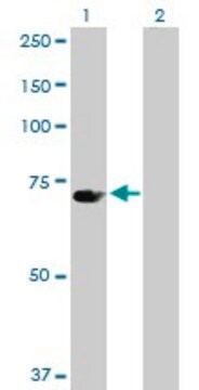 Anti-UBP1 antibody produced in rabbit purified immunoglobulin, buffered aqueous solution