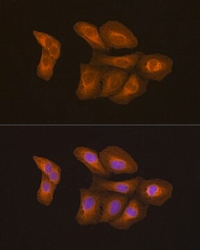 Anti-NF-kB p65/RelA antibody produced in mouse