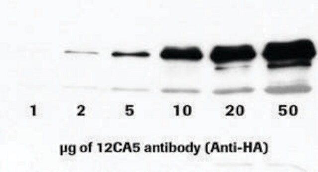 抗-HA（12CA5） from mouse IgG2b&#954;