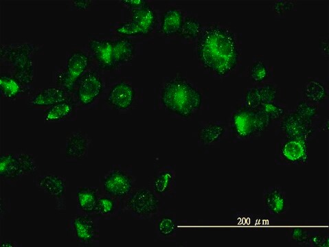 Monoclonal Anti-MAPK12 antibody produced in mouse clone 2C1, purified immunoglobulin, buffered aqueous solution