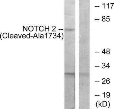 Anti-NOTCH2 (Cleaved-Ala1734) antibody produced in rabbit affinity isolated antibody