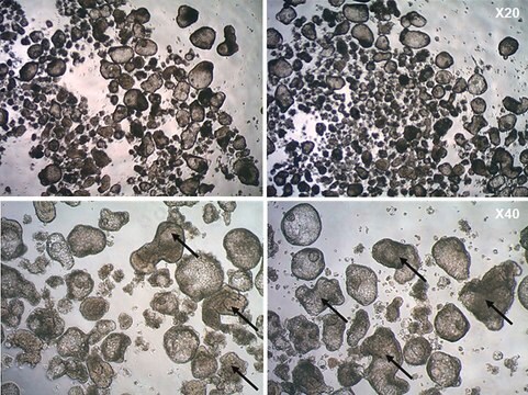 3dGRO&#174; Lung Organoid Branching Medium Serum-free ready-to-use media used to differentiate anterior foregut endoderm (AFE) cells into lung bud organoids in suspension cultures.