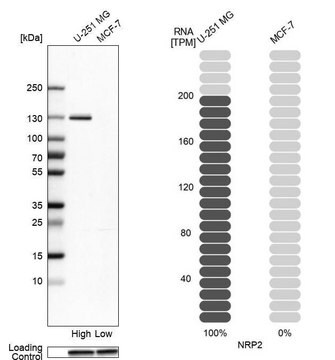 Anty-NRP2 Prestige Antibodies&#174; Powered by Atlas Antibodies, affinity isolated antibody