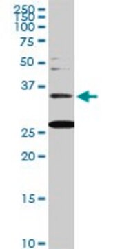 Monoclonal Anti-BARHL1 antibody produced in mouse clone 2B11, purified immunoglobulin, buffered aqueous solution