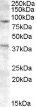 抗EXO1抗体 ヤギ宿主抗体 affinity isolated antibody, buffered aqueous solution