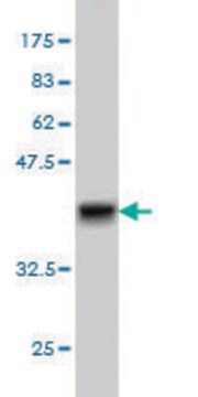 Monoclonal Anti-GRK4 antibody produced in mouse clone 6D5, purified immunoglobulin, buffered aqueous solution