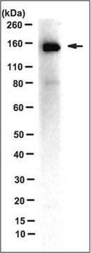 Anti-IRAP Antibody, Clone 3E1 clone 3E1, from mouse