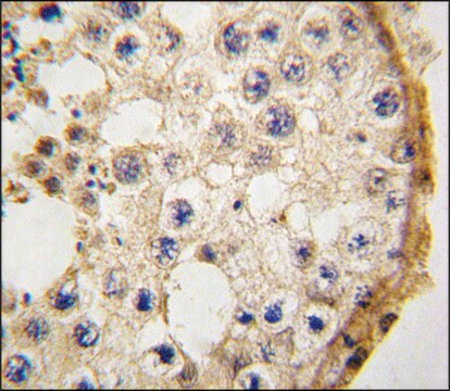 Anti-DDX4 (N-term) antibody produced in rabbit saturated ammonium sulfate (SAS) precipitated, buffered aqueous solution