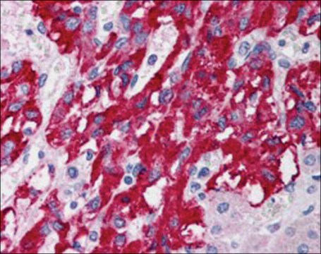 Anti-DLC1 (IsoformS 1 and 3) antibody produced in goat affinity isolated antibody, buffered aqueous solution