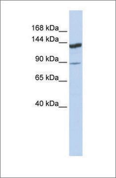 Anti-TRIM24 antibody produced in rabbit affinity isolated antibody