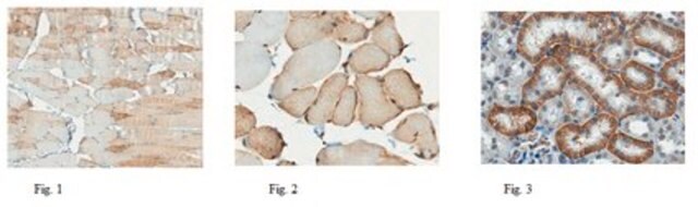 Anticorpo anti-trasportatore 1 dei monocarbossilati from chicken, purified by affinity chromatography