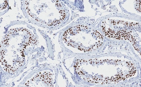 抗phospho-Histone H2A.X (Ser139) 抗体 クローン6L16 ZooMAb&#174;ウサギモノクローナル recombinant, expressed in HEK 293 cells