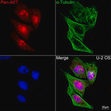 Anti-Pan-Akt Antibody, clone 3K3H0, Rabbit Monoclonal