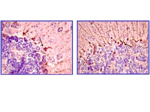 Anti-Piccolo Antibody, clone 4G3.3 clone 4G3.3, from mouse