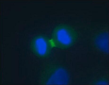 抗-Aurora B 兔抗 IgG fraction of antiserum, buffered aqueous solution