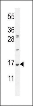 ANTI-UBA52(C-TERMINAL) antibody produced in rabbit affinity isolated antibody, buffered aqueous solution