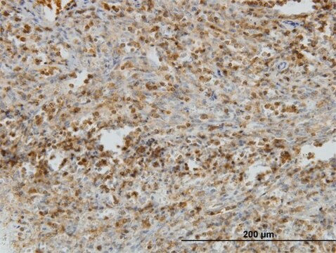 Monoclonal Anti-IL31RA antibody produced in mouse clone 3A10, purified immunoglobulin, buffered aqueous solution