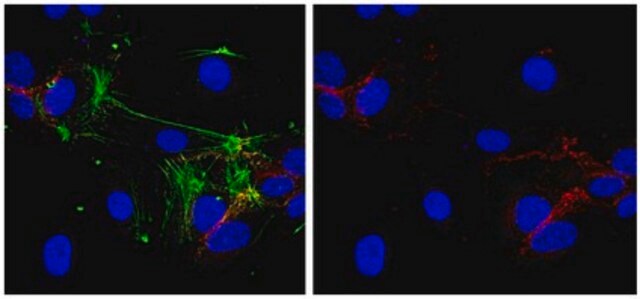 Anticuerpo anti-VE-caderina, clon BV6 clone BV6, from mouse