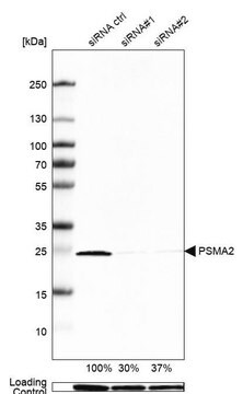 抗PSMA2抗体 ウサギ宿主抗体 Prestige Antibodies&#174; Powered by Atlas Antibodies, affinity isolated antibody, buffered aqueous glycerol solution