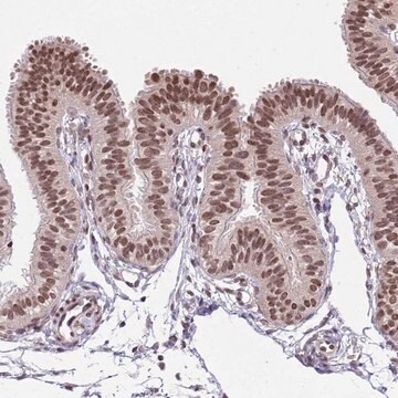 Anti-NRIP1 antibody produced in rabbit Prestige Antibodies&#174; Powered by Atlas Antibodies, affinity isolated antibody, buffered aqueous glycerol solution