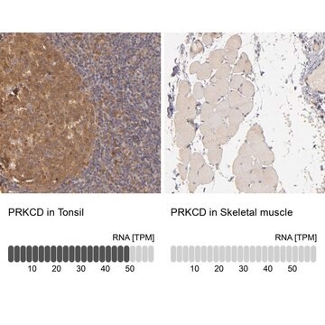 抗PRKCD抗体 ウサギ宿主抗体 Ab1, Prestige Antibodies&#174; Powered by Atlas Antibodies, affinity isolated antibody, buffered aqueous glycerol solution