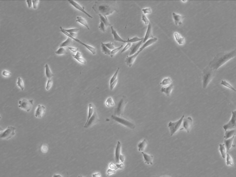 CHO-K1 Cell Line from hamster NOTE: Both the cell line and DNA from the cell line may be available for this product. Please choose -1VL or VIAL for cells, or -DNA-5UG for DNA, 85051005, hamster ovary, Epithelial