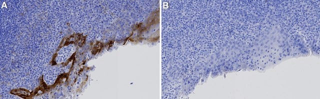 Anti-CSF-1R/CD115 Antibody, clone 1F6 ZooMAb&#174; Rabbit Monoclonal recombinant, expressed in HEK 293 cells