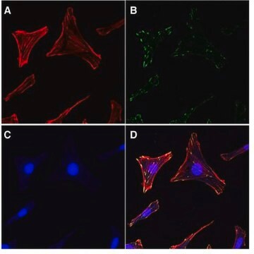 Kit de coloration du cytosquelette d'actine et de l'adhérence focale The Actin Cytoskeleton &amp; Focal Adhesion Staining Kit consists of TRITC-conjugated phalloidin, anti-Vinculin &amp; DAPI for the immunofluorescent staining of actin filaments in the cytoskeleton as well as the nucleus of the cells.