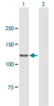 Anti-AXL antibody produced in mouse purified immunoglobulin, buffered aqueous solution