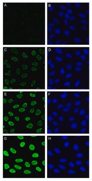 ネオカルチノスタチン Streptomyces carzinostaticus由来 &#8805;90% (SDS-PAGE), ~0.5&#160;mg/mL