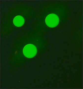 抗-人IgG3&#8722;FITC抗体，小鼠单克隆 小鼠抗 clone HP-6050, purified from hybridoma cell culture