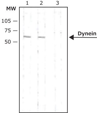 抗-Dynein单克隆抗体（中间链） 小鼠抗 clone 70.1, ascites fluid