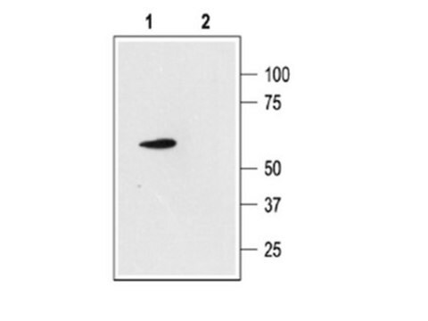 Anti-K2P4.1 Antibody Chemicon&#174;, from rabbit