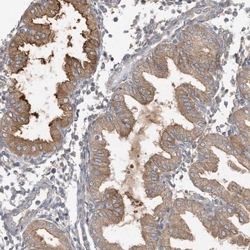 Anti-LAPTM4A antibody produced in rabbit Prestige Antibodies&#174; Powered by Atlas Antibodies, affinity isolated antibody, buffered aqueous glycerol solution